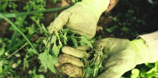 Агрономи розповіли, який бур'ян не варто виривати на городі