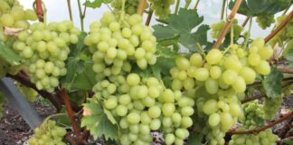 Як укривати виноград