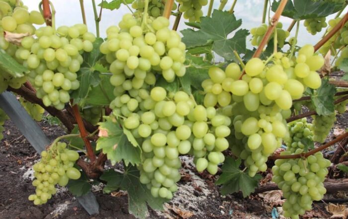 Як укривати виноград