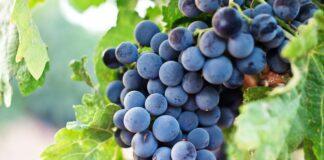 Як правильно обрізати виноград, щоб збільшити врожай