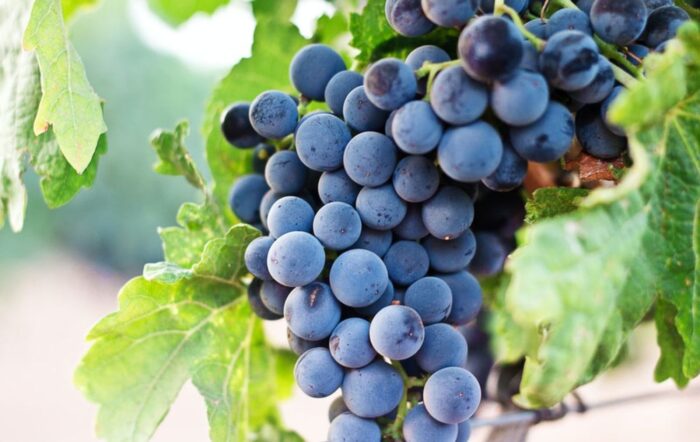 Як правильно укривати виноград