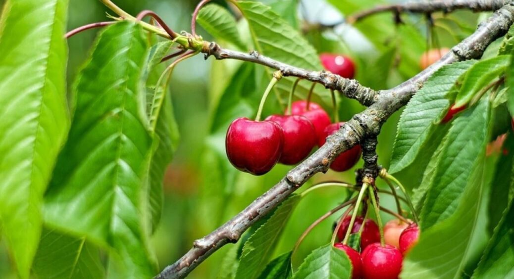 Ось чим підживити плодові дерева восени, щоб захистити їх від морозів і хвороб: те, що треба для врожаю 