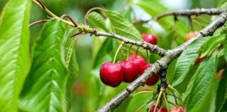 Чим удобрити плодові дерева восени