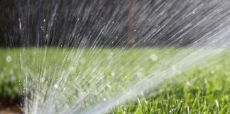 Якою водою правильно поливати розсаду перців