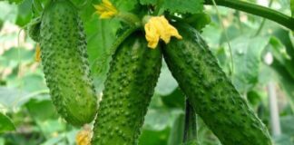 Городники назвали найкращий сорт ранньостиглих огірків 