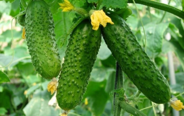 Городники назвали найкращий сорт ранньостиглих огірків 