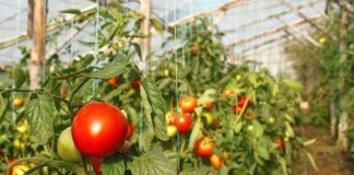 Рецепт диво-добрива для томатів 