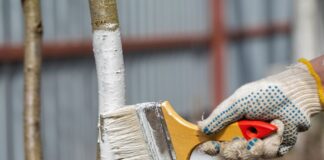 Як правильно білити дерева