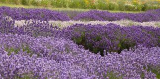 Секрети вирощування лаванди