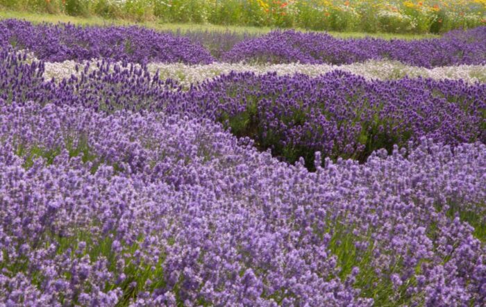 Секрети вирощування лаванди