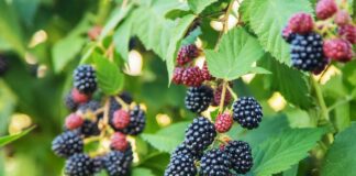 Як правильно підрізати ожину на зиму