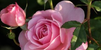 Чим удобрити троянди восени