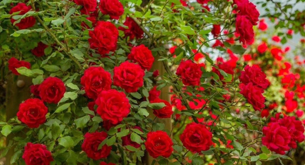 Кума-флористка розповіла, яке підживлення обрати для троянд: послухала і не пошкодувала. Квітнуть до зими 