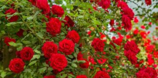 Рецепт якісного підживлення для троянд в липні 