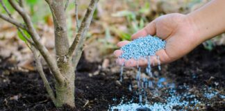 Універсальне добриво для плодових дерев