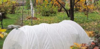 Як правильно укривати рослини восени