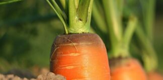 Найкращі сорти солодкої моркви