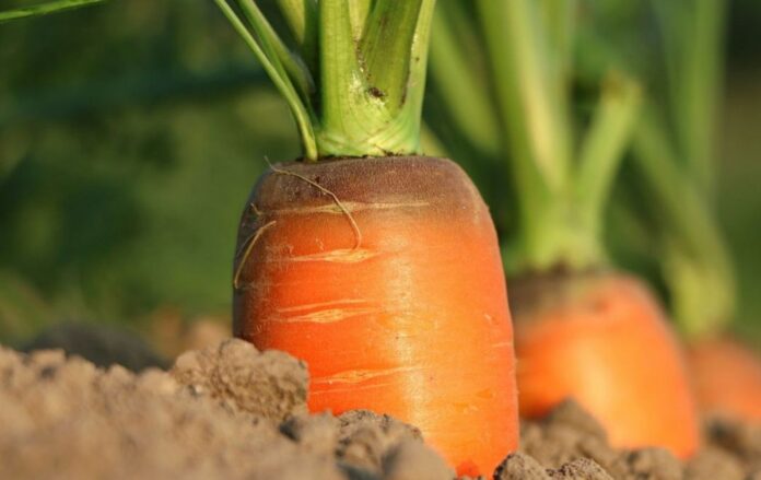 Найкращі сорти солодкої моркви