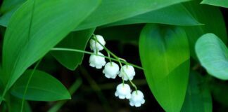 Які рослини не варто садити у своєму саду