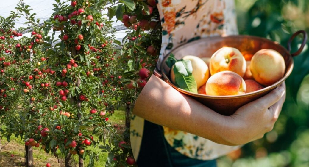 Три головні помилки під час підрізання плодових дерев: через ці дії ви більше ніколи не побачите врожаю 