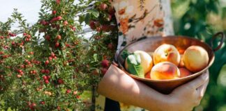 Головні помилки під час підрізання дерев