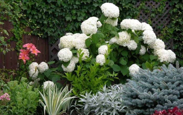 Які рослини не можна садити поруч