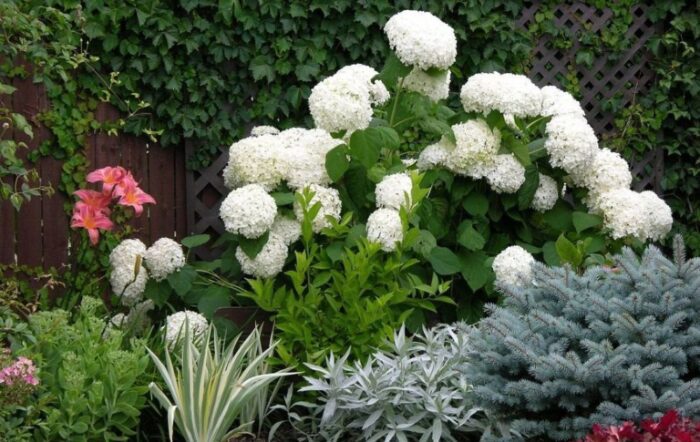 Які рослини не можна садити поруч