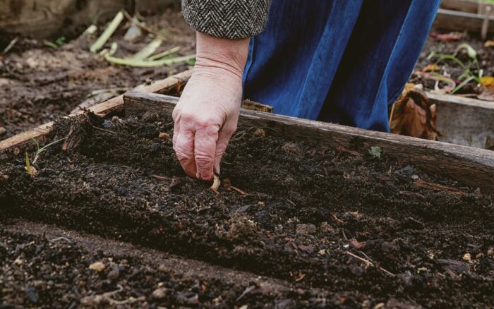 Які рослини та овочі можна посадити на своєму городі восени, щоб виростити ранній урожай