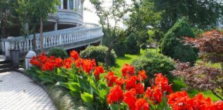 Садівник розповів особливості вирощування квітки Канни