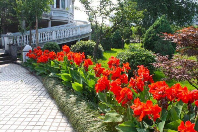 Садівник розповів особливості вирощування квітки Канни