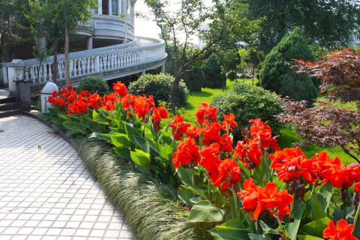 Садівник розповів особливості вирощування квітки Канни