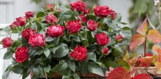 Езотерик розповів про негативний вплив троянди на енергетику жінки