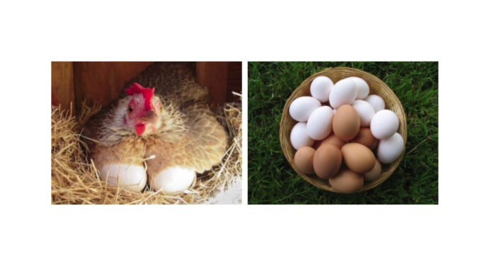 Додала в раціон харчування курей ці 4 секретних інгредієнта, щоб вони добре неслися: яйця нікуди дівати 