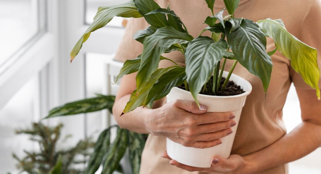 Цвіль у квітковому горщику зникне назавжди: цей спосіб виведе непроханих гостей без шансів на повернення 