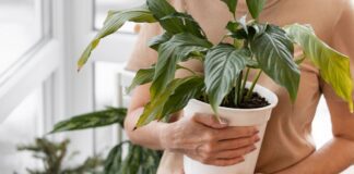 Експерти назвали дієвий спосіб виведення цвілі з квіткових горщиків