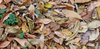 Як використати опале листя на городі в якості добрива