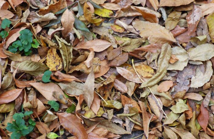 Як використати опале листя на городі в якості добрива