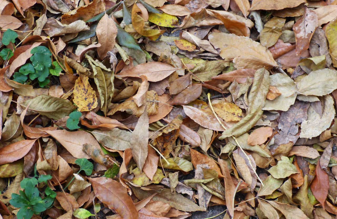 Як використати опале листя на городі в якості добрива