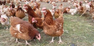 Фермер назвав найголовнішу підкормку для родючості курей