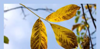 Не утилізуйте опале листя: з нього можна зробити підживлення 
