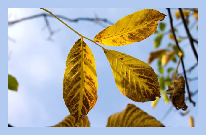 Не утилізуйте опале листя: з нього можна зробити підживлення 