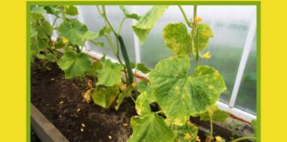 Є кілька причин пожовтіння листя огірків