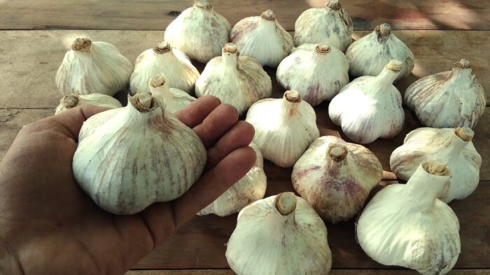 Часник залишиться свіжим та корисним 