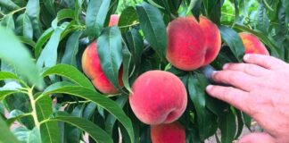 Садівник розповів, як можна виростити персик з кісточки