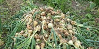 Дачники розповіли, навіщо викопувати озимий часник за 10 днів 