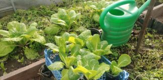 Експерти розповіли, як правильно вирощувати пекінську капусту