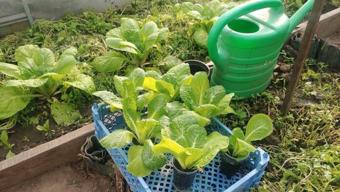 Експерти розповіли, як правильно вирощувати пекінську капусту