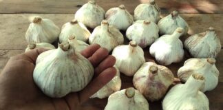 Городник розповів, як підвищити родючість часнику