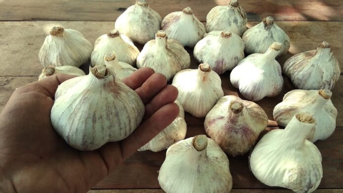 Городник розповів, як підвищити родючість часнику