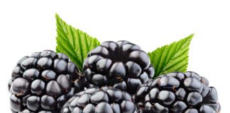 Коли і як обрізають ожину 